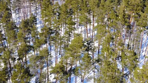Aerial view over a winter pine forest during sunny day. Snow covered ground Stock Footage 88078550