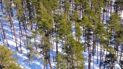 Aerial view over a winter pine forest during sunny day Stock Footage 88090186