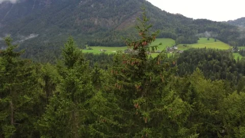 Aerial view, overcast sky over mountain ranges, spruce forest, camera movement. Stock Footage 290078079