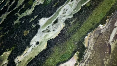 Aerial view of overgrown pond Stock Footage 129561823