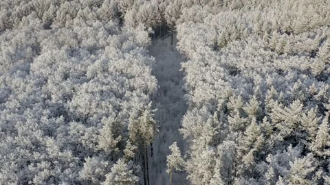 Aerial view overlooking a road, in middle of snow covered trees and snowy forest Stock Footage 144672899