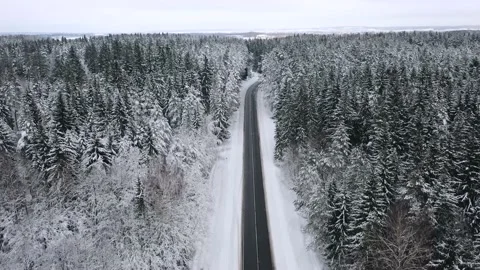 Aerial view overlooking a road, in middle of snow covered trees and snowy forest Stock Footage 223417379