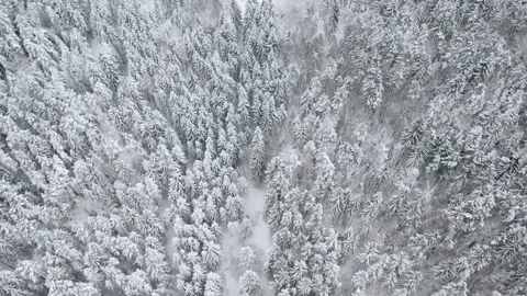 Aerial view overlooking a road, in middle of snow covered trees and snowy forest Stock Footage 223417613