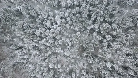 Aerial view overlooking a road, in middle of snow covered trees and snowy forest Stock Footage 223417677