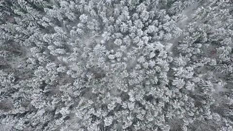 Aerial view overlooking a road, in middle of snow covered trees and snowy forest Stock Footage 223417681