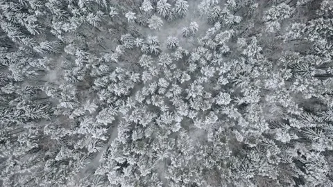 Aerial view overlooking a road, in middle of snow covered trees and snowy forest Stock Footage 223417706