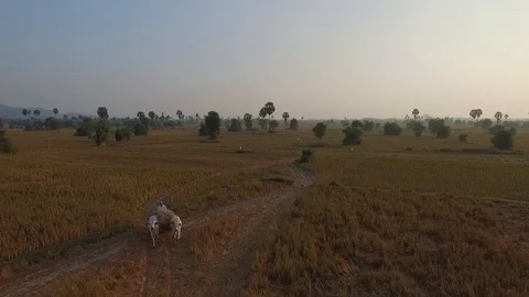 Aerial view of ox pulling a cart through dry fields, Kep, Cambodia. Stock Footage 101534918