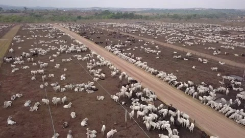 Aerial view of oxen grazing on sunny summer day on feedlot cattle farm in amazon Stock Footage