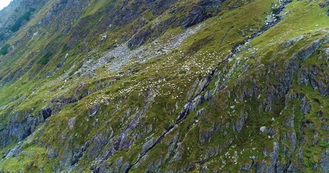 Aerial view of a pack of sheeps in the fields creating a nice shape Video stock 128758828