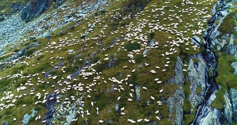 Aerial view of a pack of sheeps in the fields creating a nice shape Stock Footage 128758848