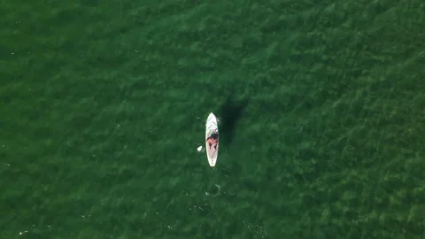 Aerial view of paddle boarder in the pacific ocean. 動画素材 166330847