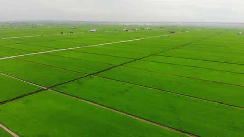 Aerial View Paddy Field Stock Footage 89703815