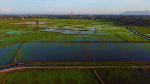 Aerial view of paddy field Stock Footage 129532162