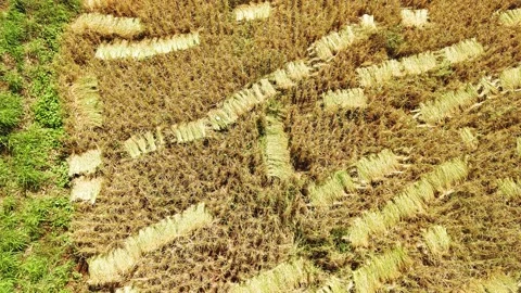 Aerial view of paddy field Stock Footage 143334026