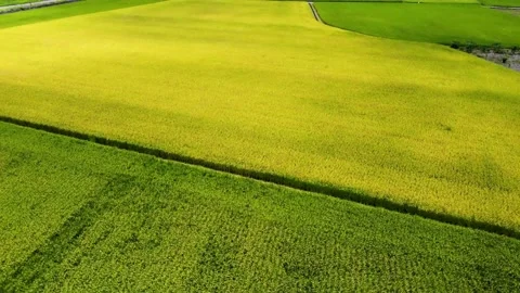 Aerial view of paddy field. Stock Footage 196938514