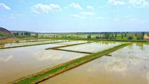 Aerial view of paddy field irrigation 스톡 동영상 293336152