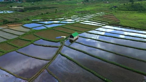 Aerial View of Paddy Fields and Green Valley Near Shillong, Meghalaya Vídeos de archivo 339774720