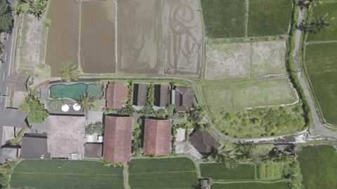 Aerial view of paddy Fields, Bali, Ubud Stock Footage 289053853