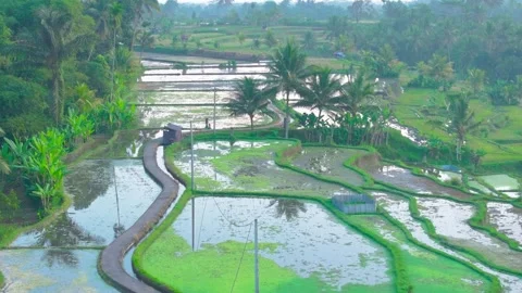 Aerial view of paddy fields covered with mist, Indonesia Stock Footage 296772603