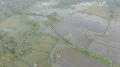 Aerial view of paddy fields covered with mist, Indonesia Stock Footage 296772616