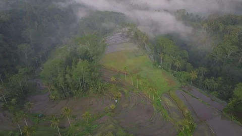 Aerial view of paddy fields covered with mist, Indonesia Stock Footage 296772627
