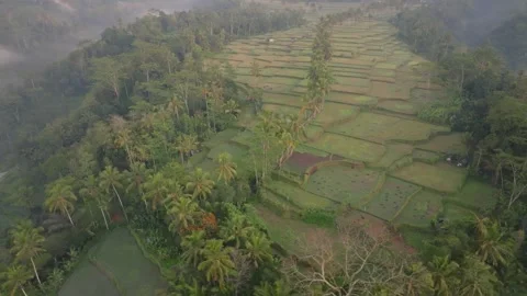 Aerial view of paddy fields covered with mist, Indonesia Stock Footage 296772647