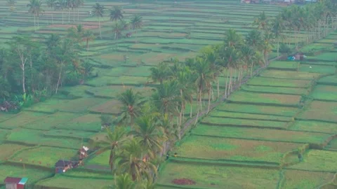 Aerial view of paddy fields covered with mist, Indonesia Stock Footage 296772679