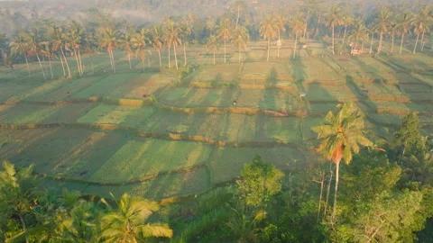 Aerial view of paddy fields covered with mist, Indonesia Stock Footage 296772687
