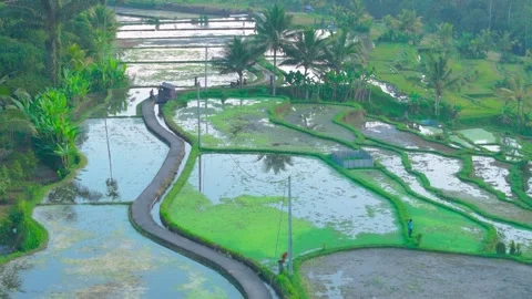 Aerial view of paddy fields covered with mist, Indonesia Stock Footage 296772755