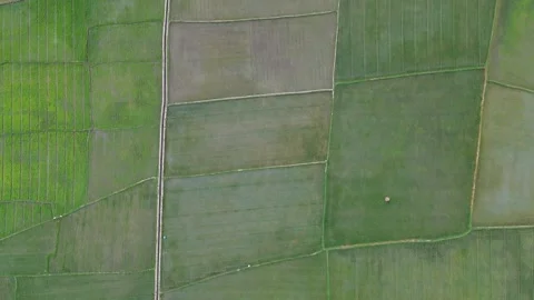 Aerial view of paddy fields Stock Footage 249234753