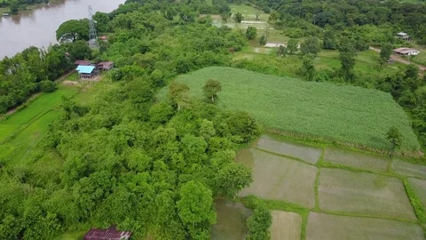 Aerial view of Paddy fields, houses &amp; cassava plantation in Savannakhet Lao PDR Stock Footage 80020546