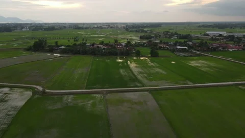 Aerial view of paddy fields. Kepala Batas, Bertam, Penaga, Tasik Gelugor, Penang Stock Footage 205849554
