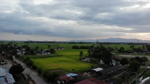 Aerial view of paddy fields in Kepala Batas, Penang Stock Footage 228336211