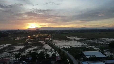 Aerial view of paddy fields at Kepala Batas, Penang Stock Footage 230519398
