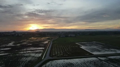 Aerial view of paddy fields at Kepala Batas, Penang Stock Footage 230519610