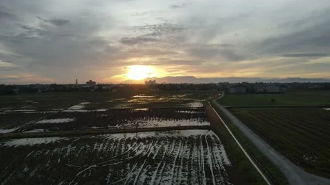 Aerial view of paddy fields at Kepala Batas, Penang Stock Footage 230520255