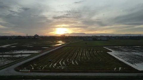 Aerial view of paddy fields at Kepala Batas, Penang Stock Footage 230520961