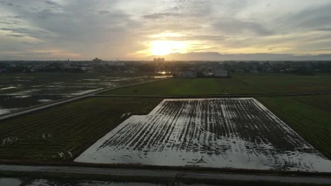 Aerial view of paddy fields at Kepala Batas, Penang Stock Footage 230521296