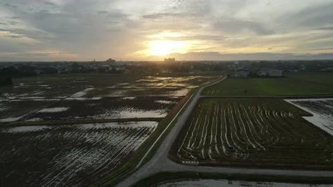 Aerial view of paddy fields at Kepala Batas, Penang Stock Footage 230521473