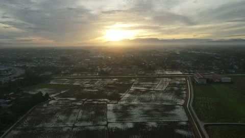 Aerial view of paddy fields at Kepala Batas, Penang Stock Footage 230521499