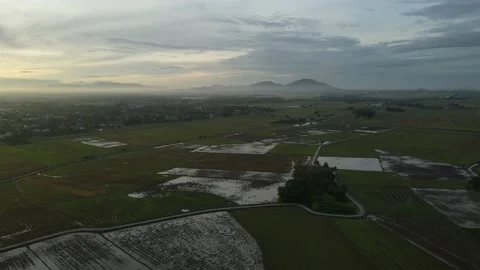 Aerial view of paddy fields at Kepala Batas, Penang Stock Footage 230522390