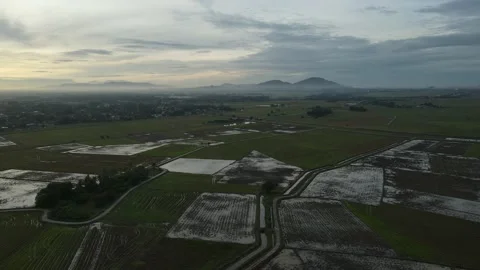 Aerial view of paddy fields at Kepala Batas, Penang Stock Footage 230523171