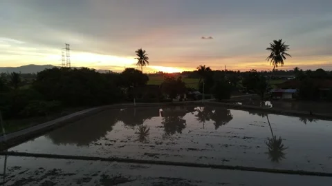 Aerial view of paddy fields at Kepala Batas, Penang Stock Footage 230762917