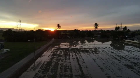 Aerial view of paddy fields at Kepala Batas, Penang Stock Footage 230763370