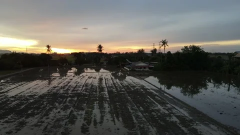 Aerial view of paddy fields at Kepala Batas, Penang Stock Footage 230763542