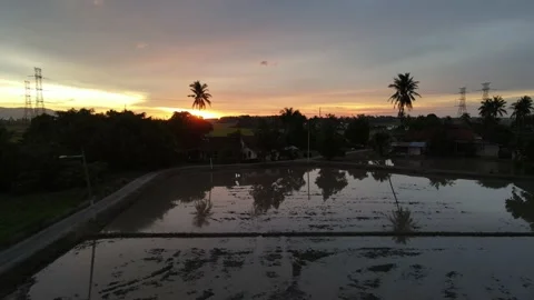 Aerial view of paddy fields at Kepala Batas, Penang Stock Footage 230763884
