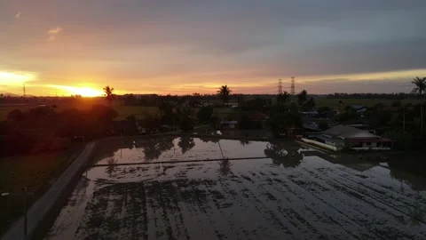 Aerial view of paddy fields at Kepala Batas, Penang Stock Footage 230764413