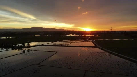 Aerial view of paddy fields at Kepala Batas, Penang Stock Footage 230764483