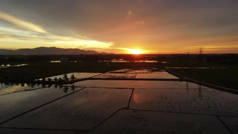 Aerial view of paddy fields at Kepala Batas, Penang Stock Footage 230764484