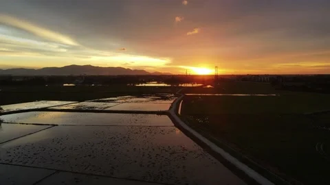 Aerial view of paddy fields at Kepala Batas, Penang Stock Footage 230765640